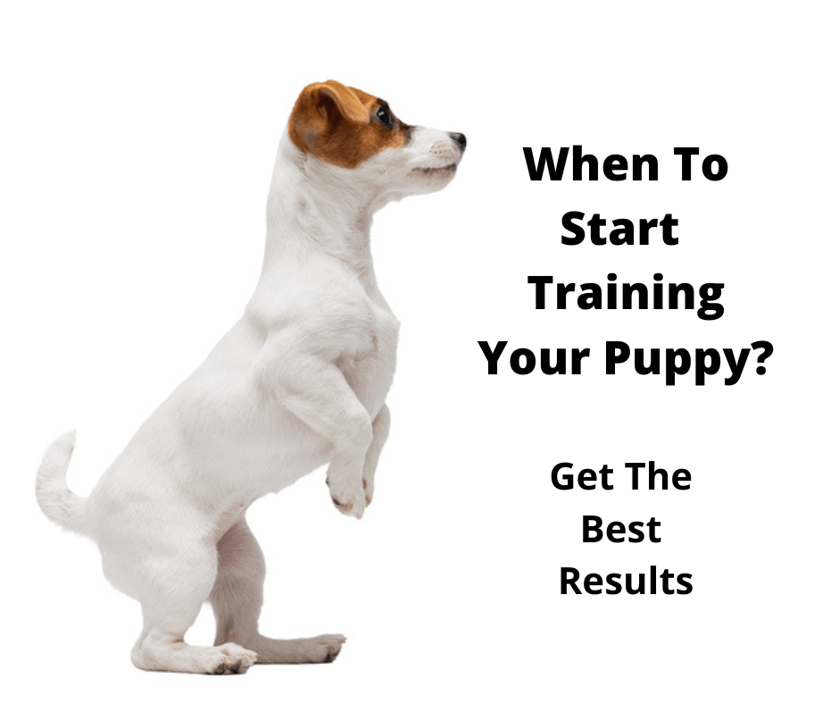 When to Start Training Your Puppy What Is the Right Age